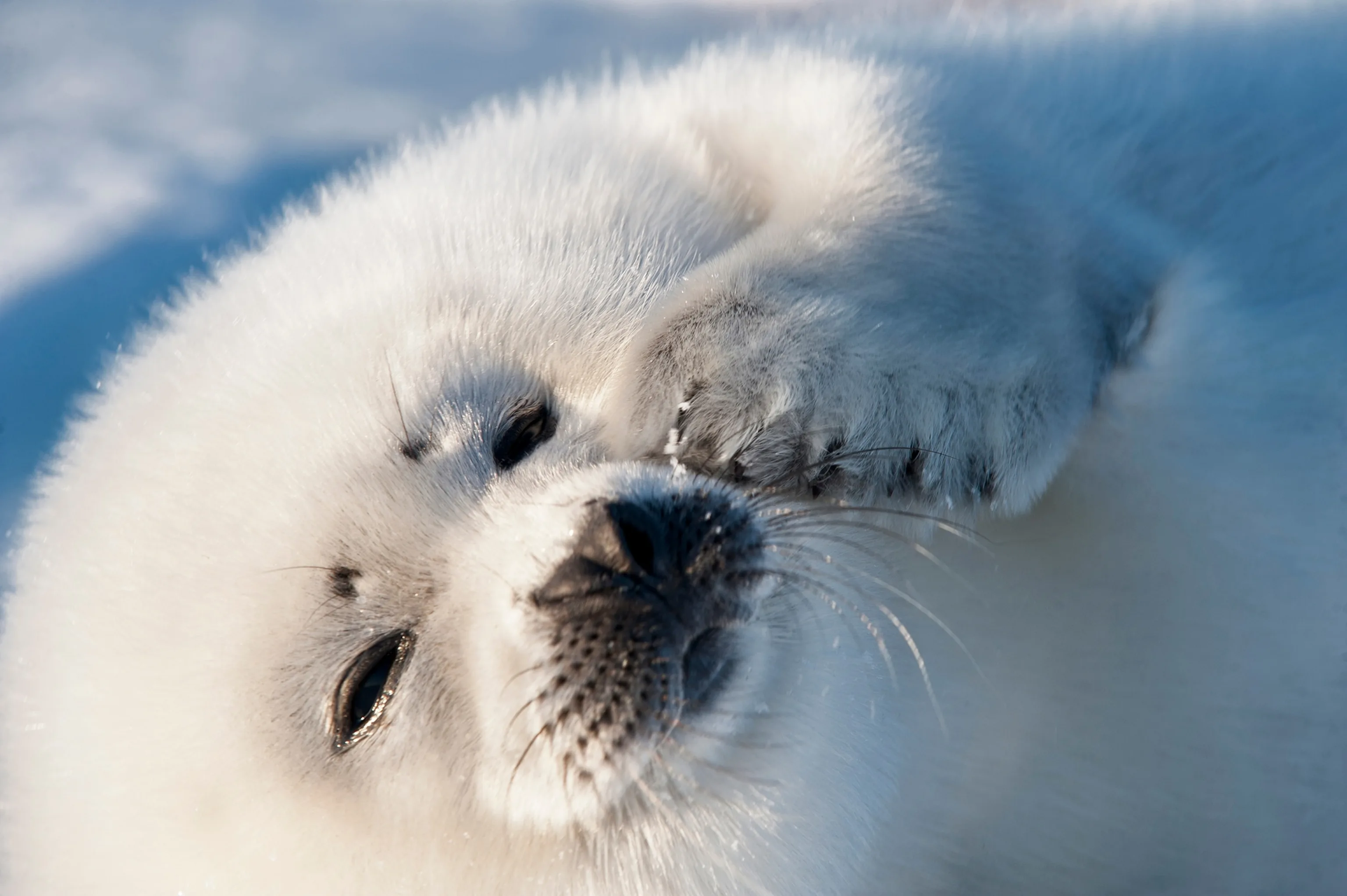 Demand For Seal Products Has Fallen So Why Do Canadians Keep Hunting National Geographic