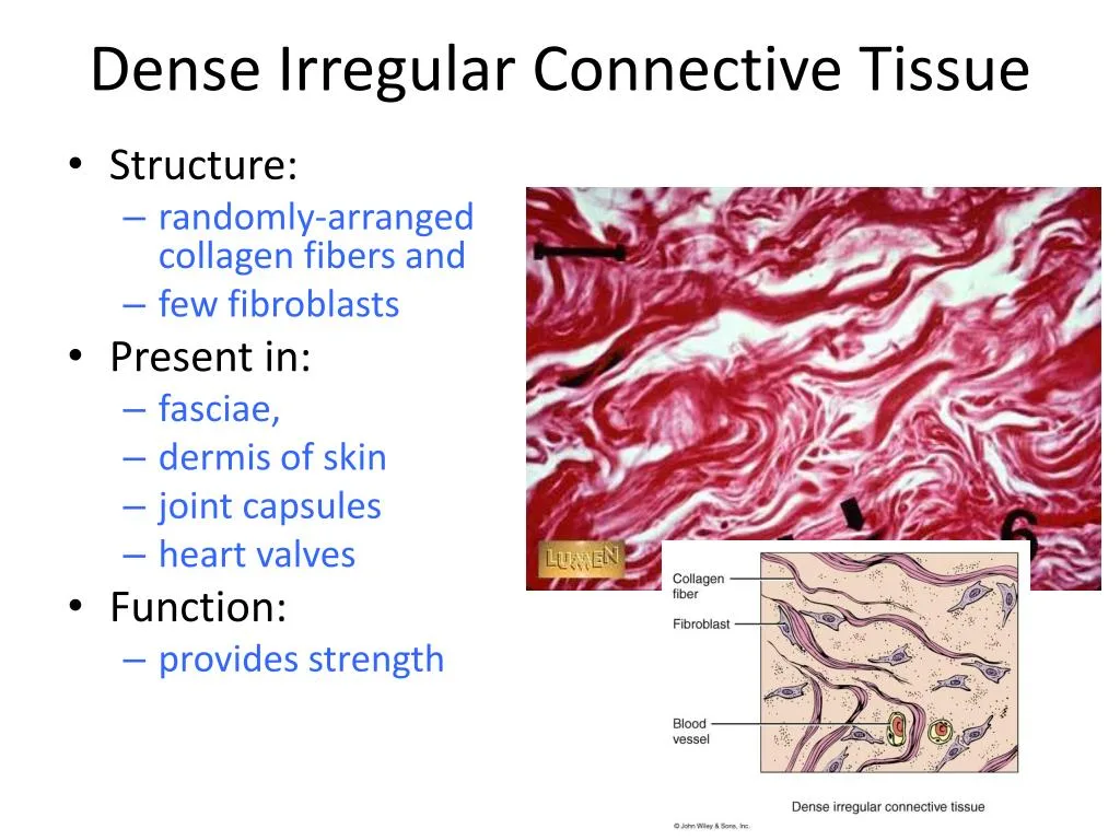 Dense Regular Connective Tissue Labeled Diagram Dense Regula