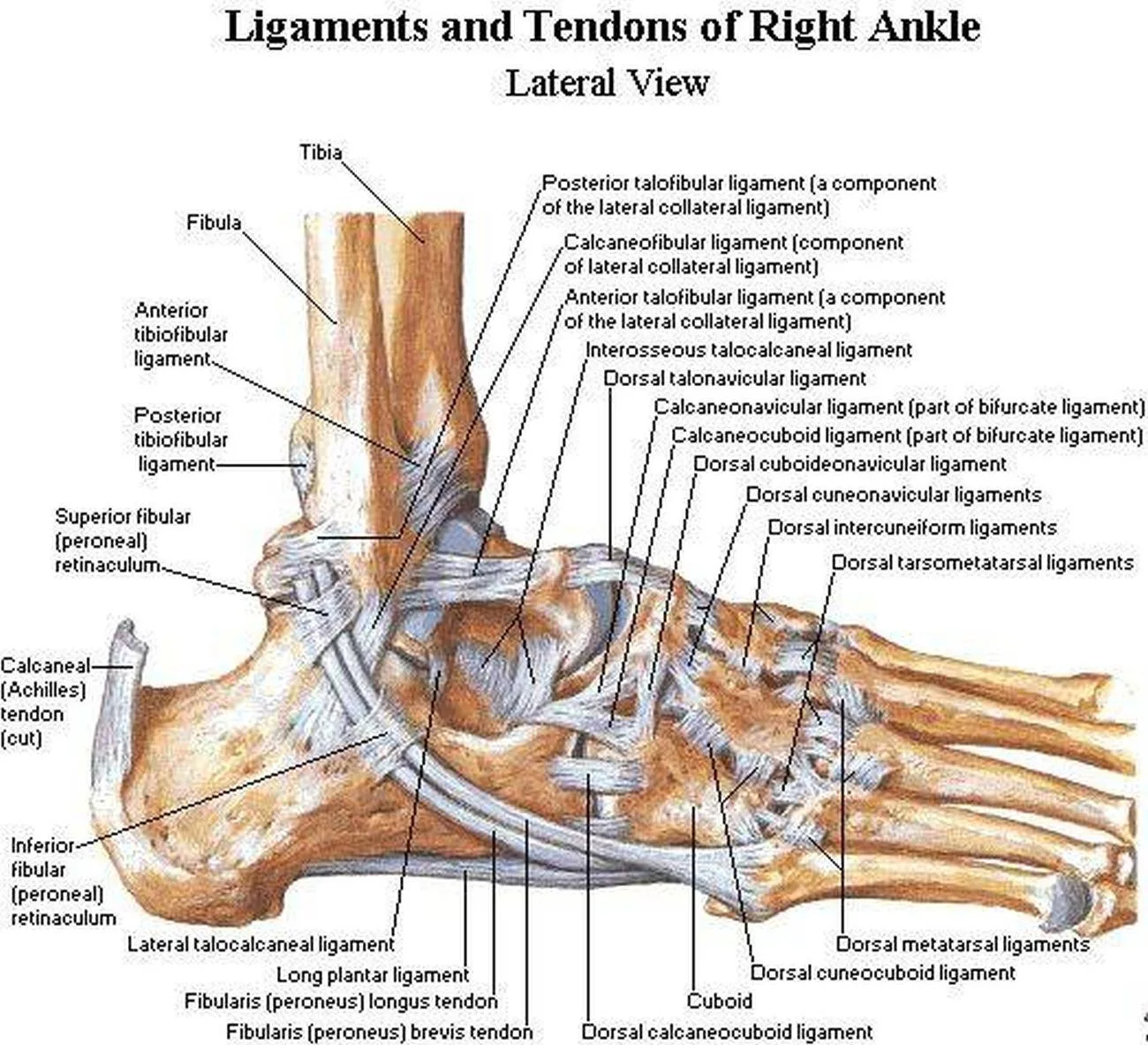 Diagram Ankle Tendon Diagram