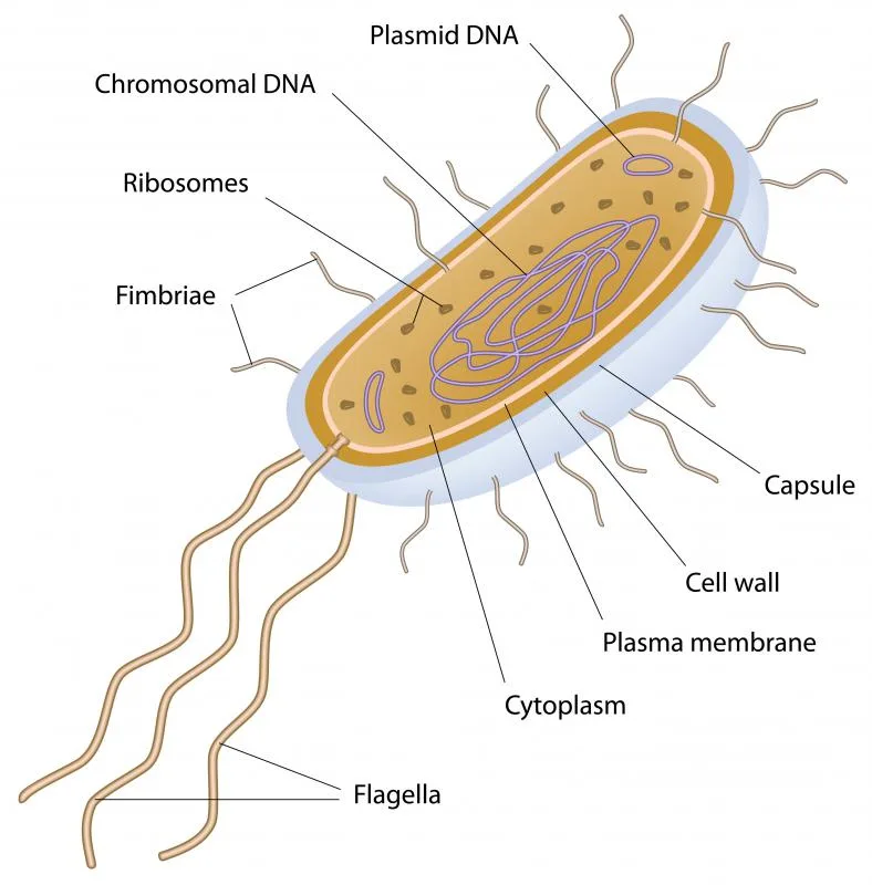 Diagram Anthrax Bacteria Diagram