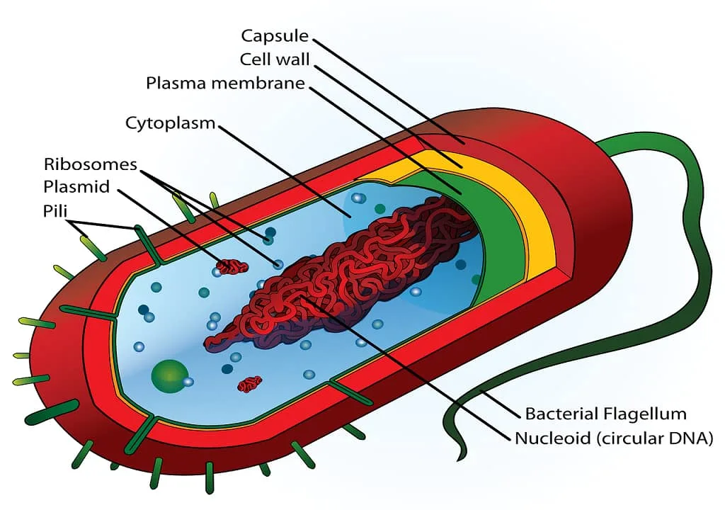 Diagram Anthrax Bacteria Diagram