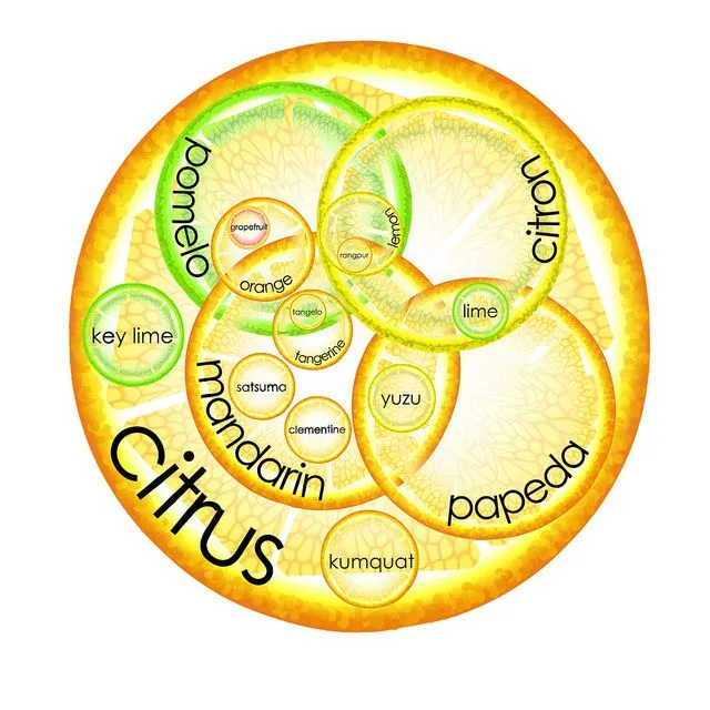 Diagram Apple And Orange Venn Diagram