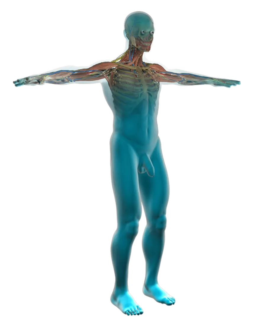Diagram Blank Anatomical Diagrams Human Body
