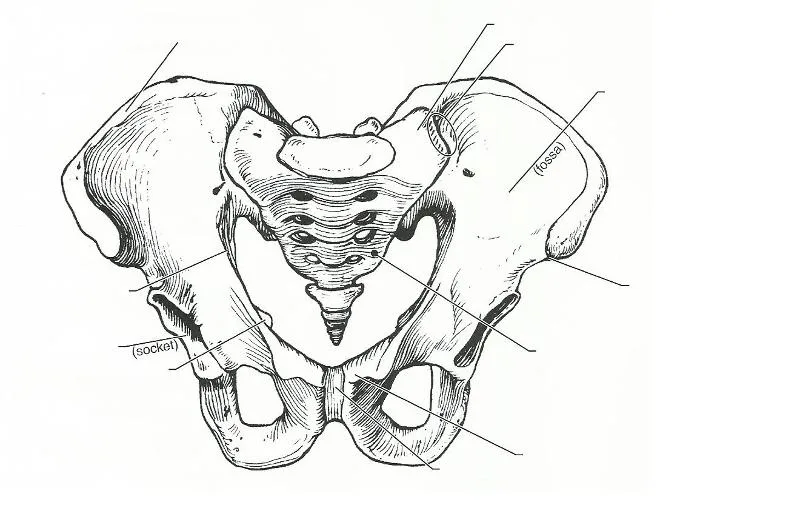 Diagram Blank Pelvis Diagram