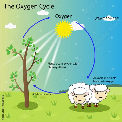 Diagram Carbon Oxygen Cycle Diagram