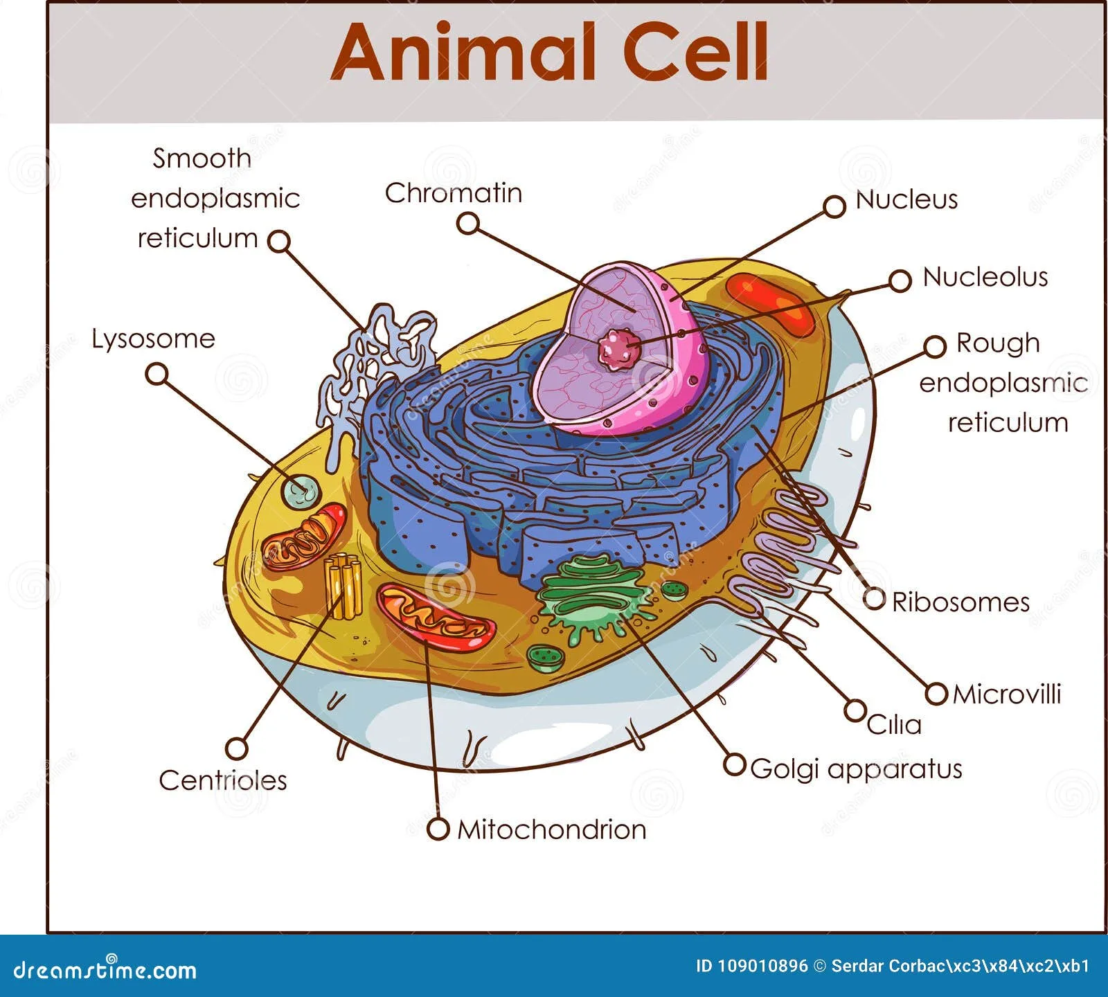 Diagram Cell Diagram Golgi