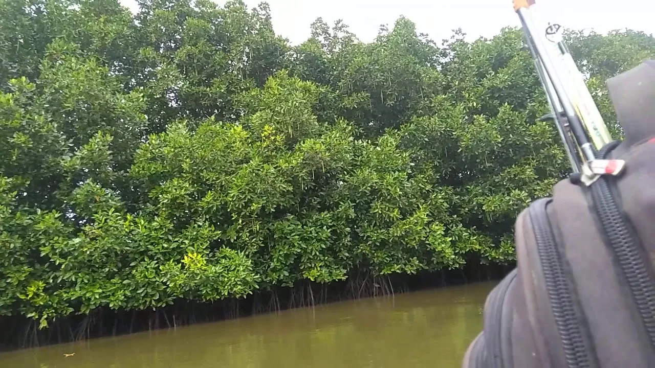 Diagram Contoh Diagram Hutan Mangrove