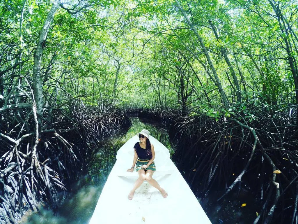 Diagram Contoh Diagram Hutan Mangrove
