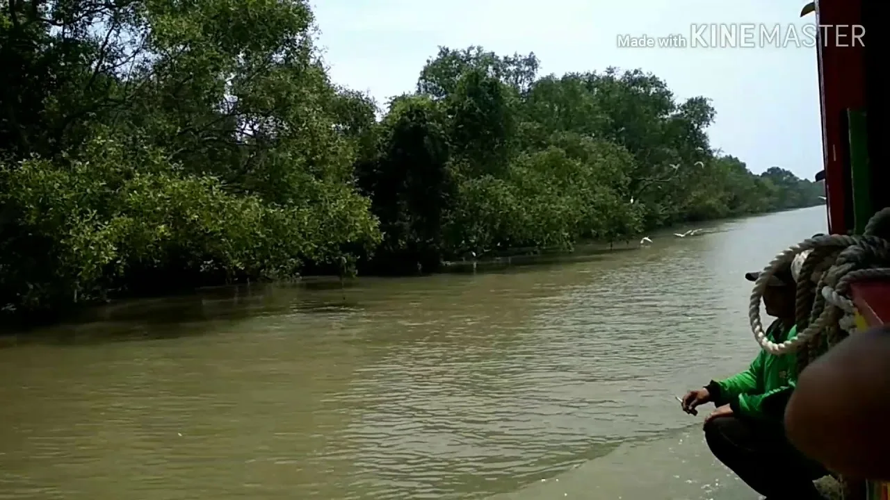 Diagram Contoh Diagram Hutan Mangrove