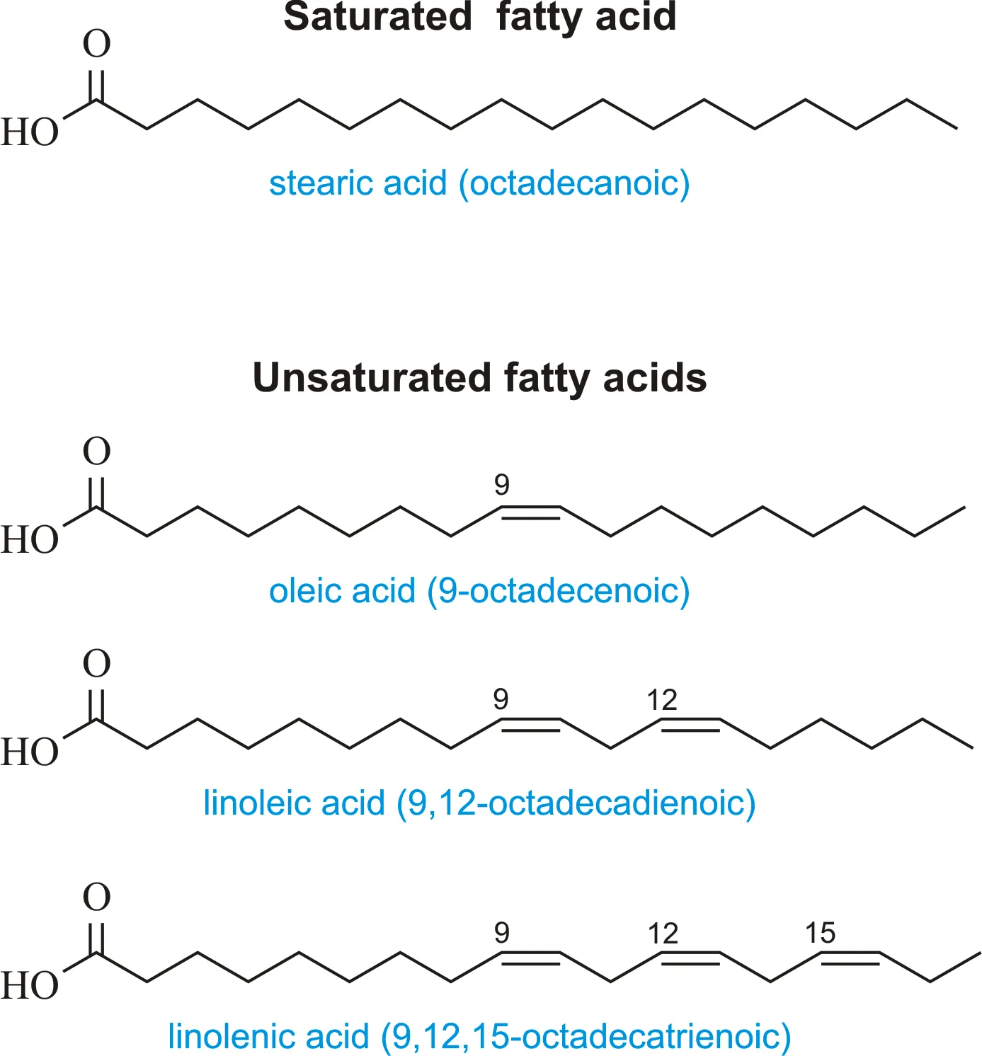 Diagram Diagram Fatty Acid