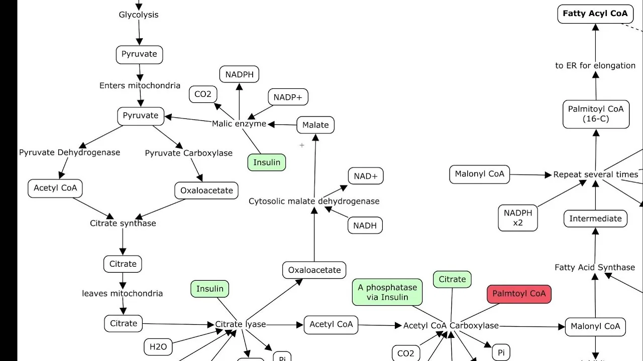 Diagram Diagram Fatty Acid
