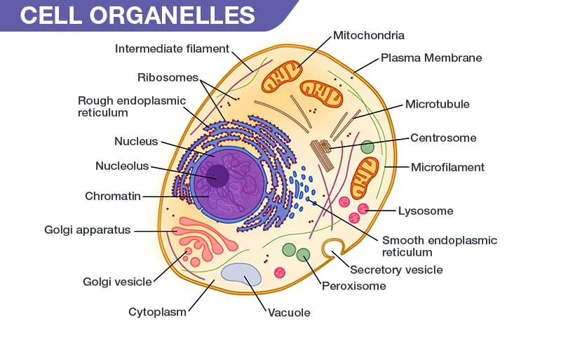 Diagram Diagram Of Cell And Organelles