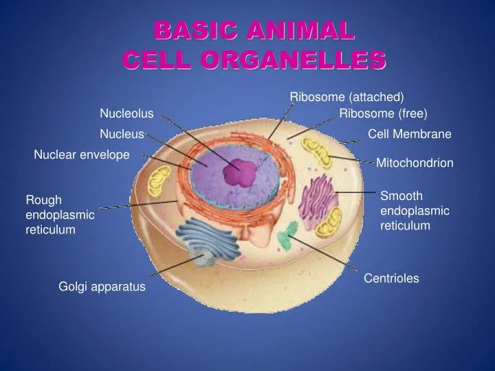 Diagram Diagram Of Cell Organelles Pie