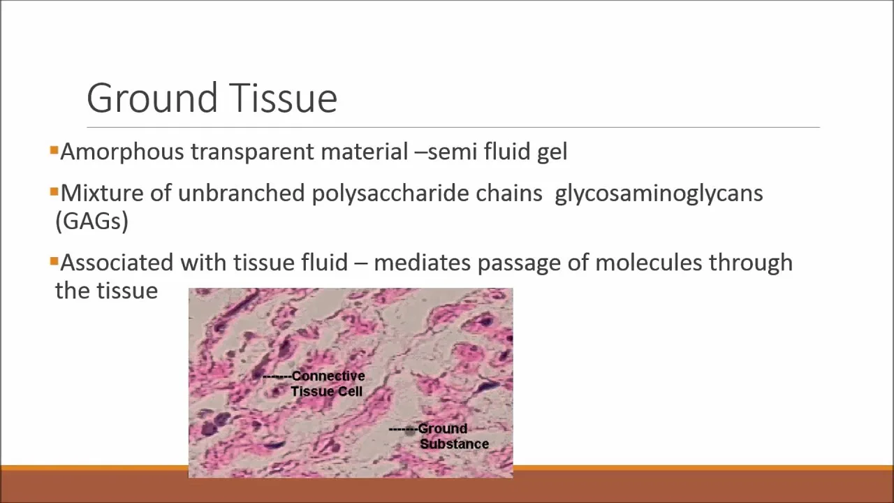 Diagram Diagram Of Connective Tissue