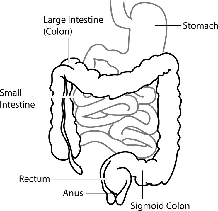 Diagram Digestive System Free Vector Graphic On Pixabay