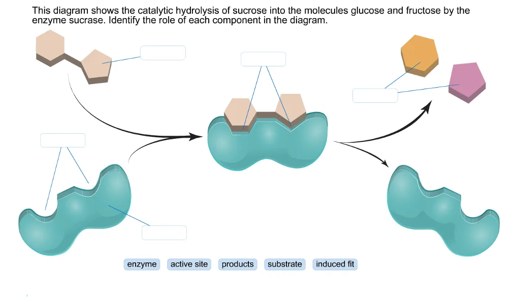 Diagram Enzymatic Hydrolysis Diagram