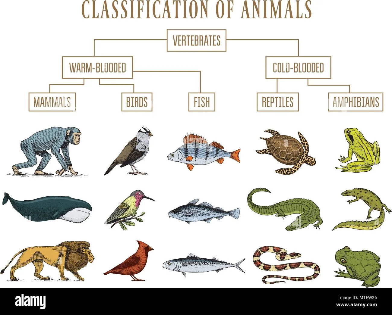 Diagram Genetic Diagram Of Reptiles