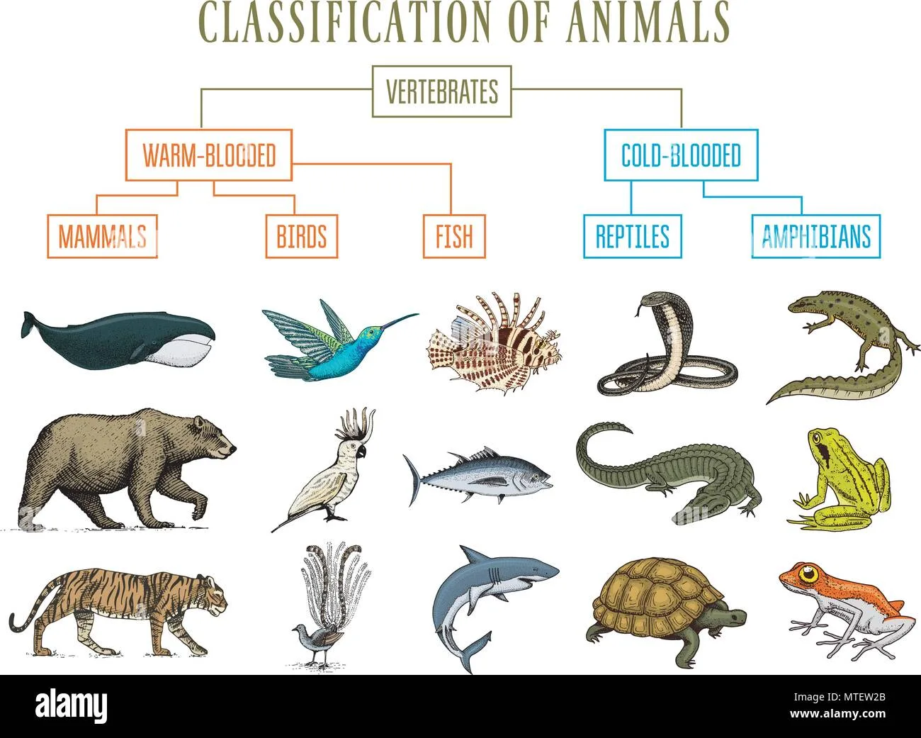 Diagram Genetic Diagram Of Reptiles