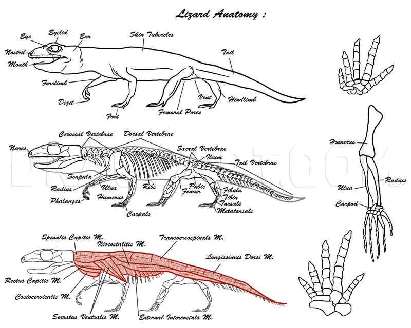 Diagram Genetic Diagram Of Reptiles