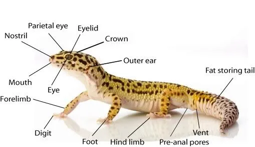 Diagram Genetic Diagram Of Reptiles