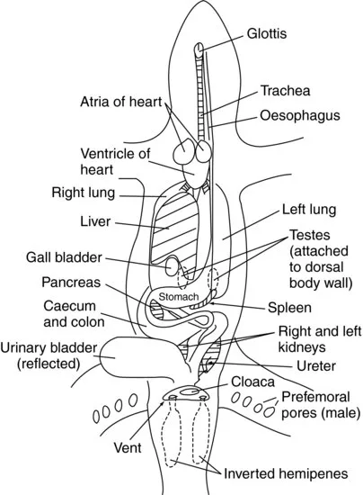 Diagram Genetic Diagram Of Reptiles
