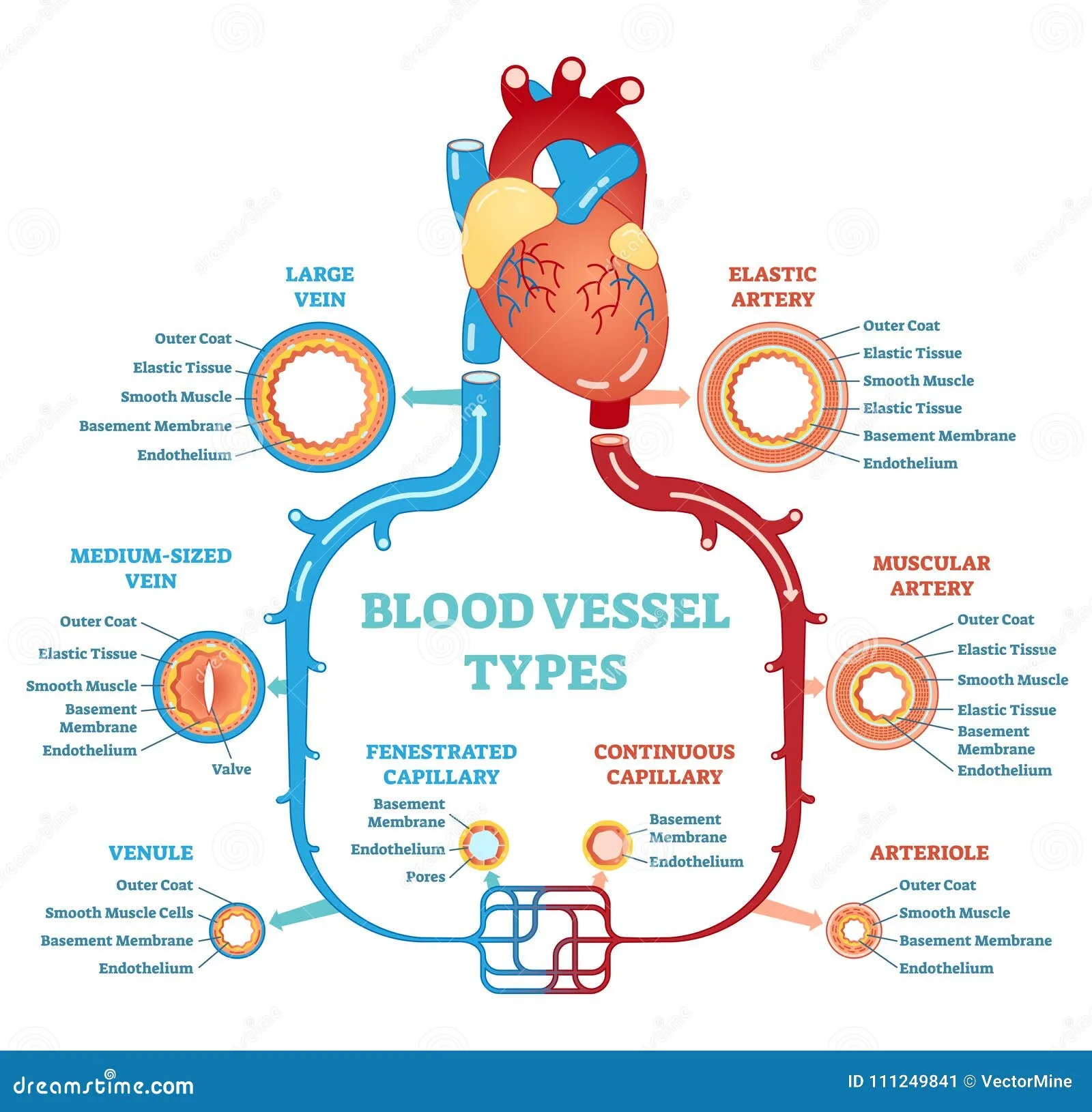 Diagram Heart Blood Vessel Diagram