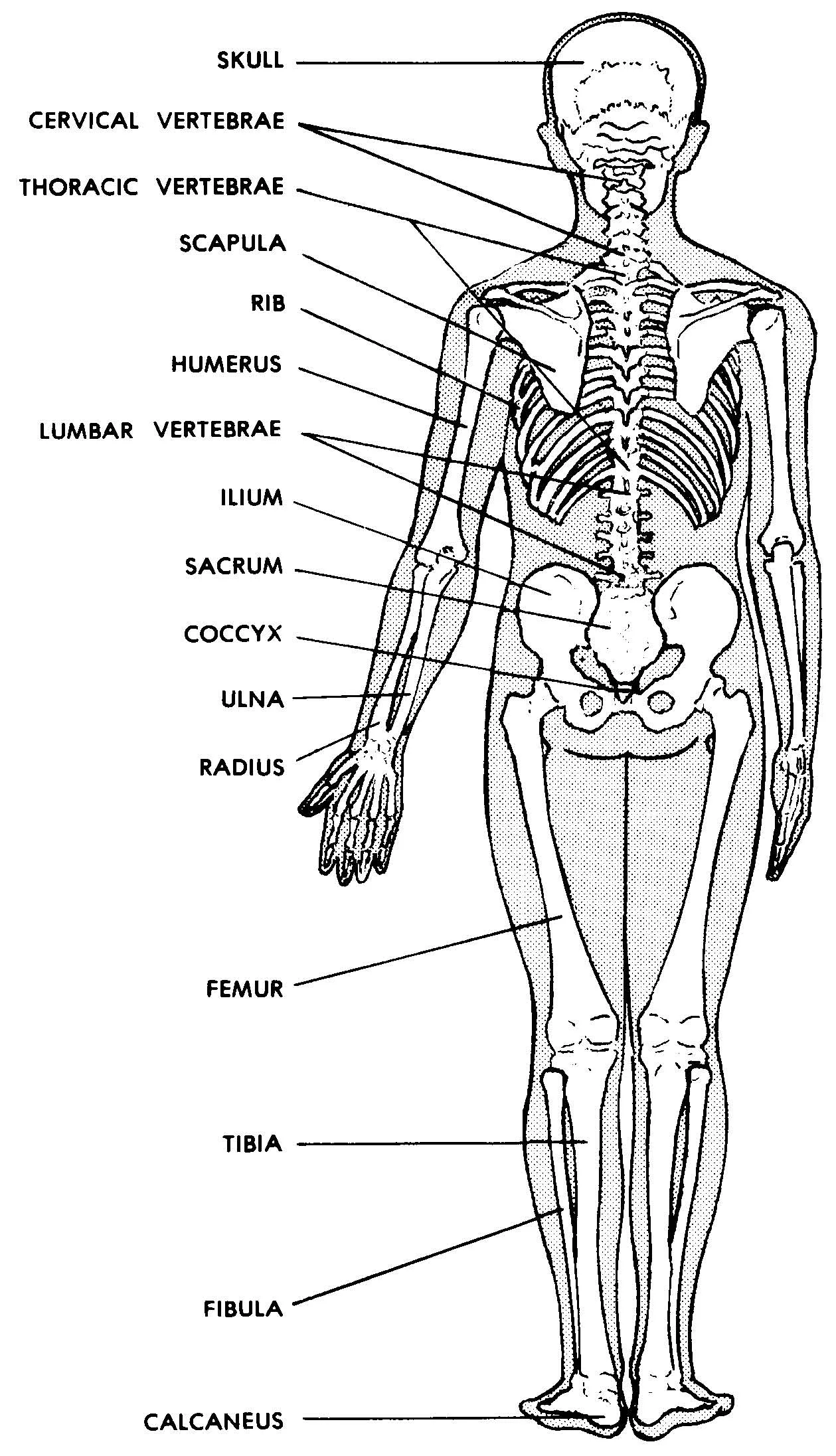 Diagram Human Body Bones Diagram