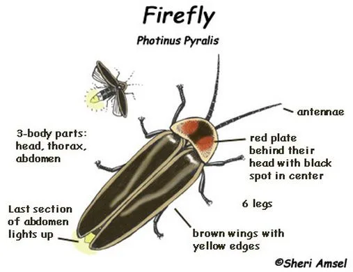 Diagram Labeled Diagram Of A Firefly