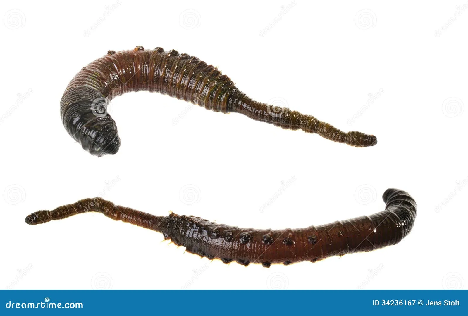 Diagram Labelled Diagram Of Arenicola