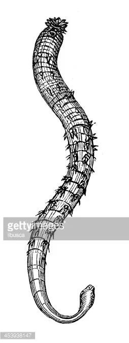 Diagram Labelled Diagram Of Arenicola