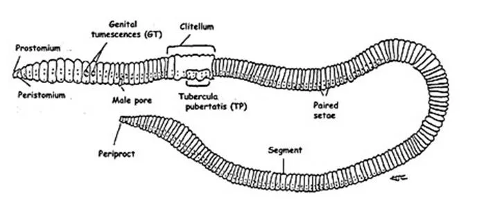 Diagram Labelled Diagram Of Arenicola