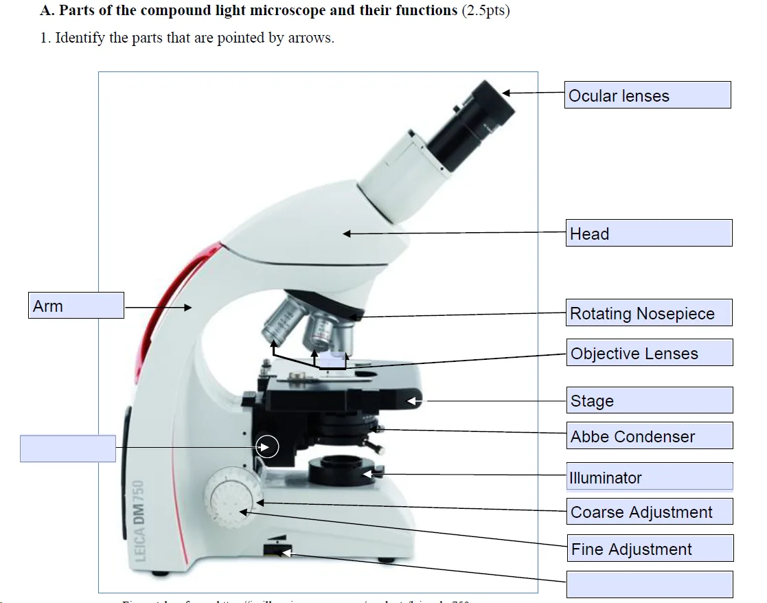 Diagram Leica Compound Microscope Diagram Mydiagram O