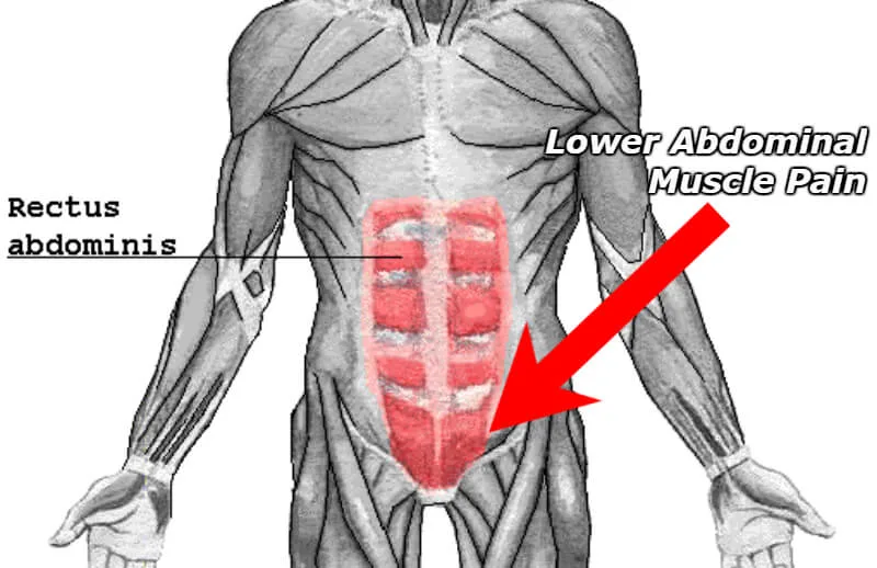 Diagram Lower Ab Muscle Diagram