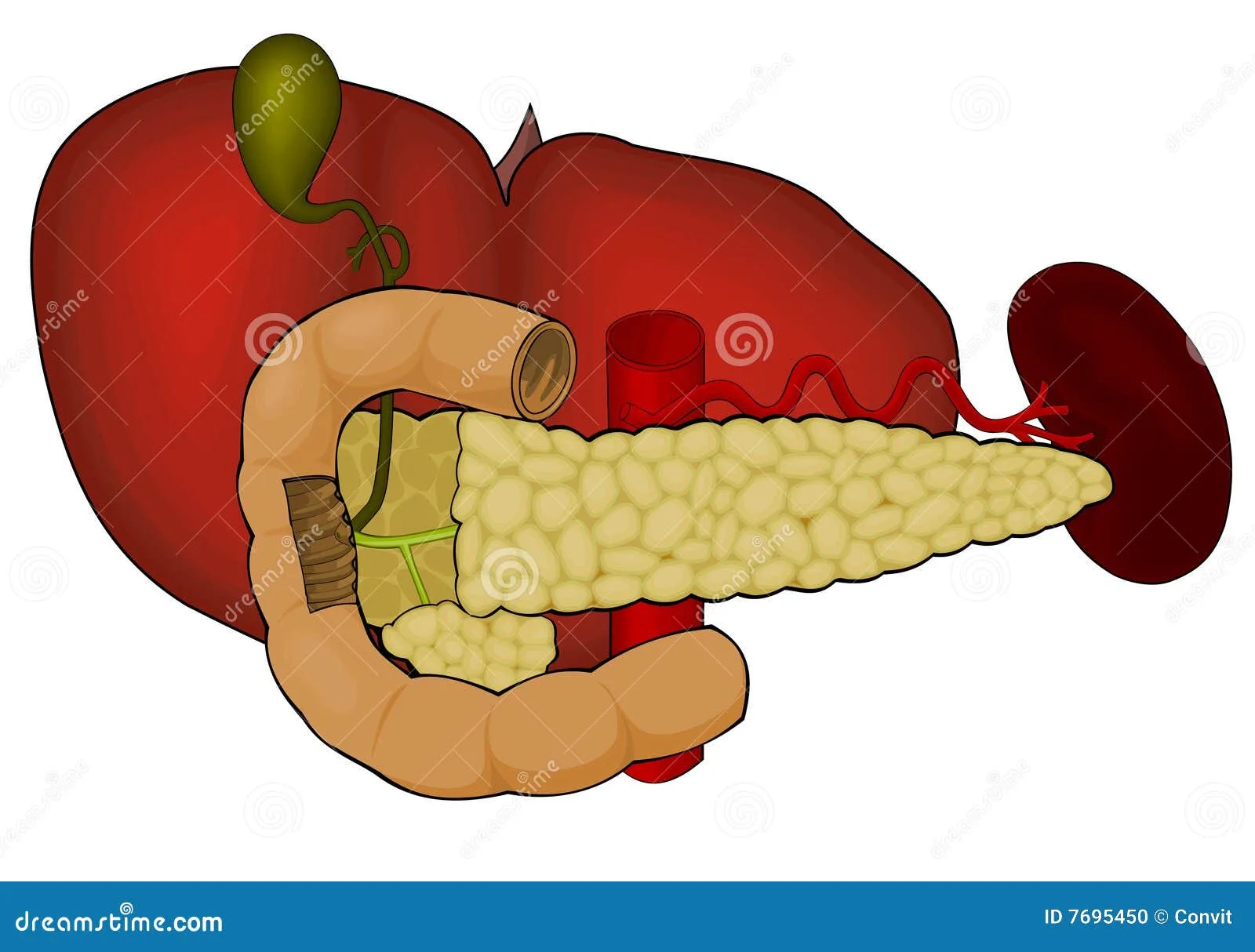Diagram Lower Abdominal Diagram