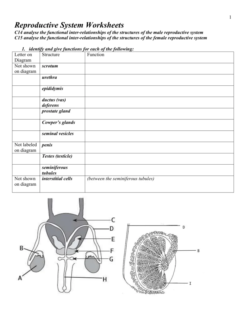 Diagram Male And Female Reproductive System Diagram Quiz