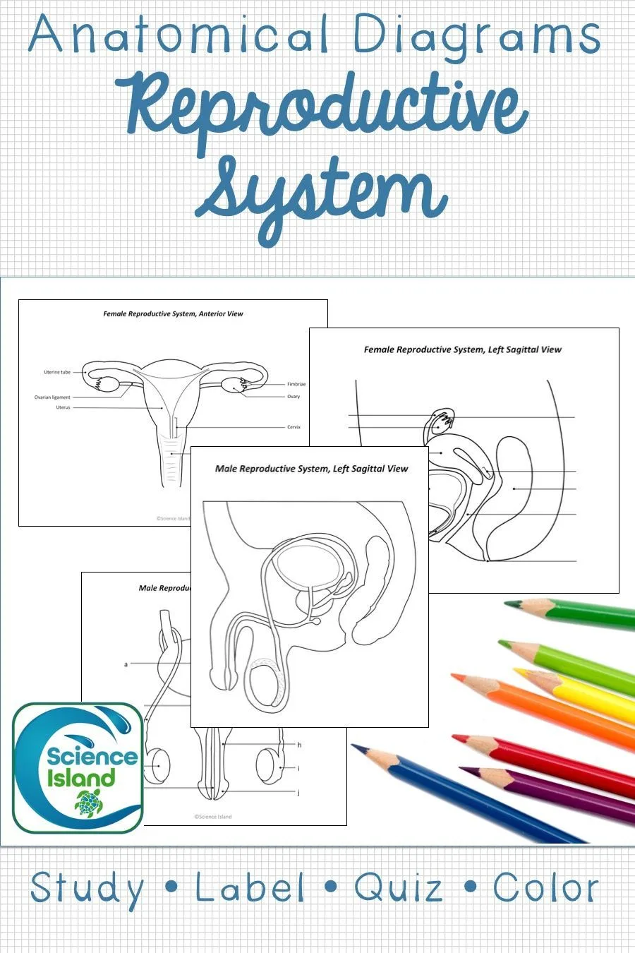 Diagram Male And Female Reproductive System Diagram Quiz