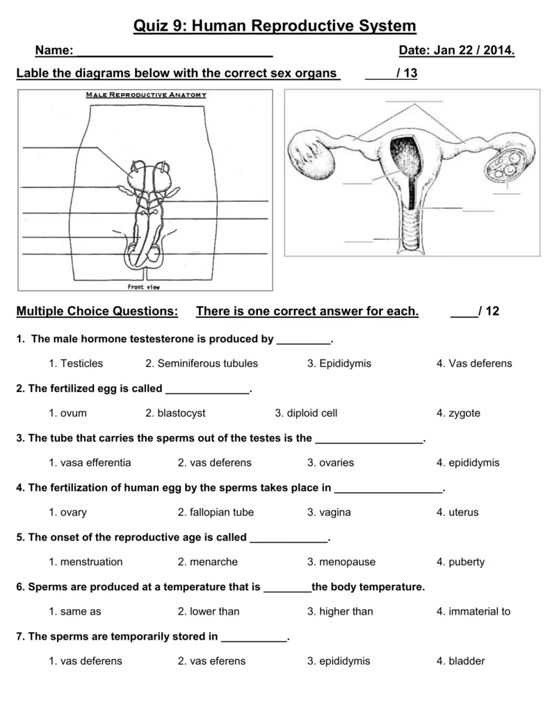 Diagram Male And Female Reproductive System Diagram Quiz