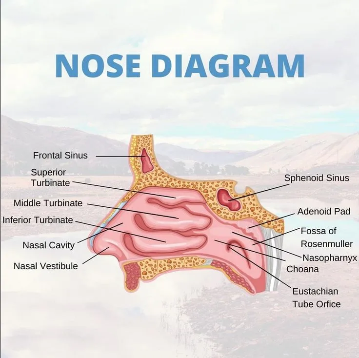 Diagram Nose Anatomy Esistere Servitore Cornovaglia Parts Of