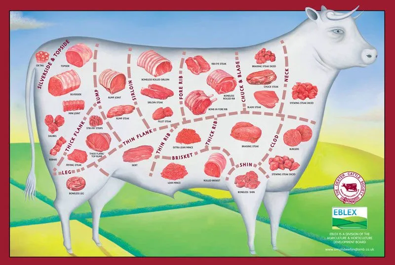 Diagram Of A Beef Cow