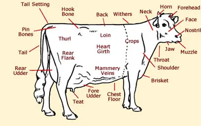 Diagram Of A Cow Diagram Of How To Butcher A Beef Cow
