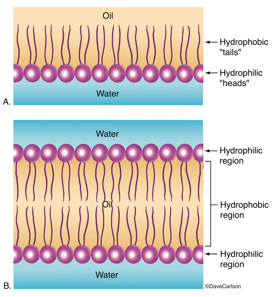 Diagram Of A Phospholipid