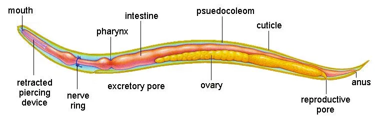 Diagram Of A Roundworm Worms Roundworm Animal Science Lessons