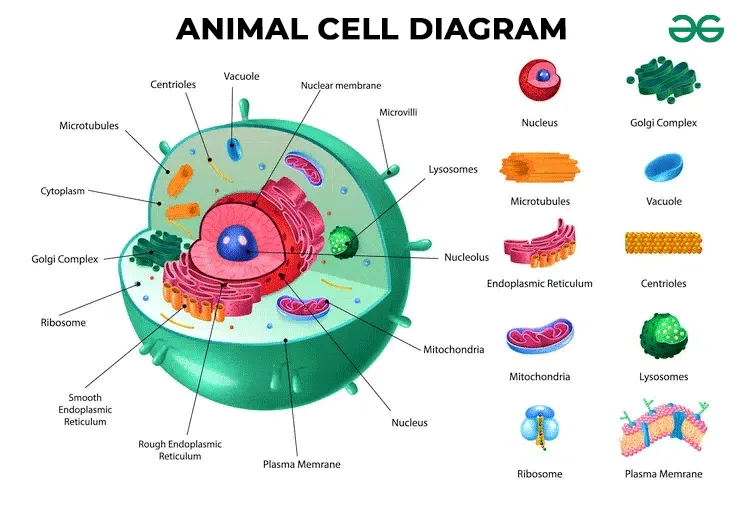Diagram Of Animal Cell Geeksforgeeks