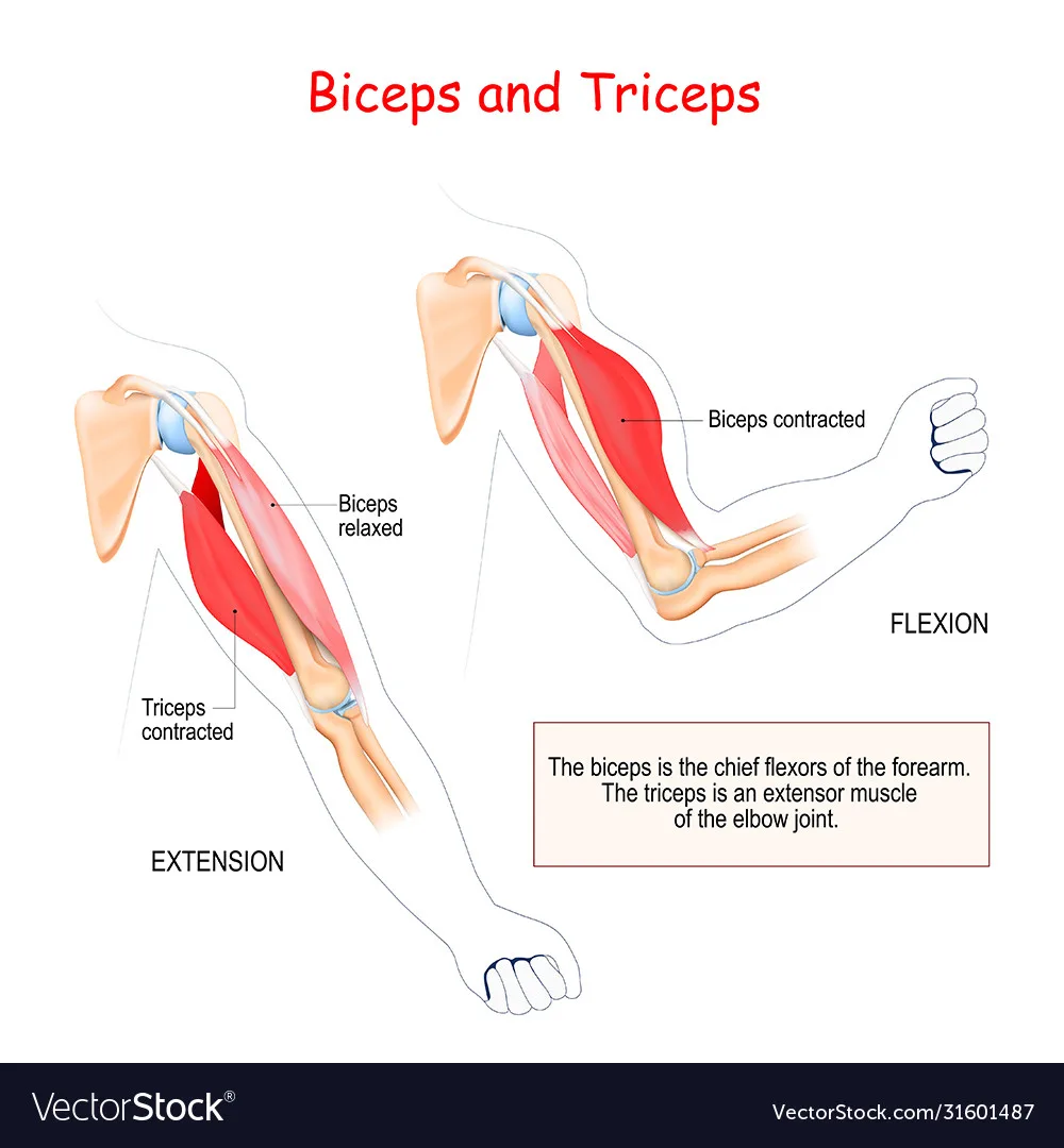 Diagram Of Biceps And Triceps Diagram Biceps And Triceps M
