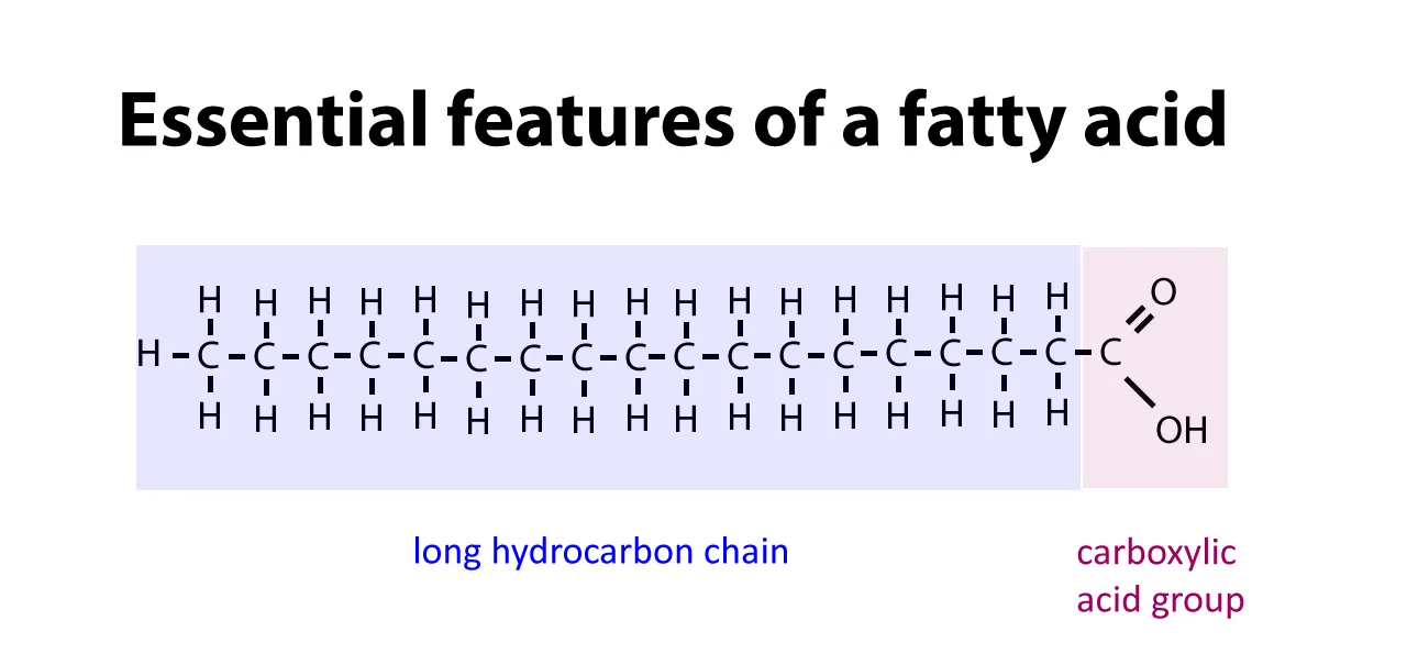Diagram Of Fatty Acid