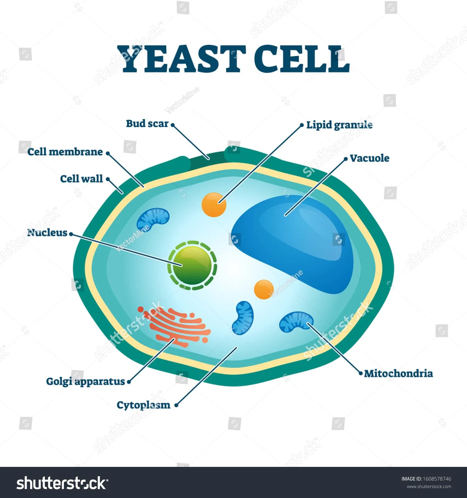 Diagram Of Fungal Cell Fungal Cell Diagram