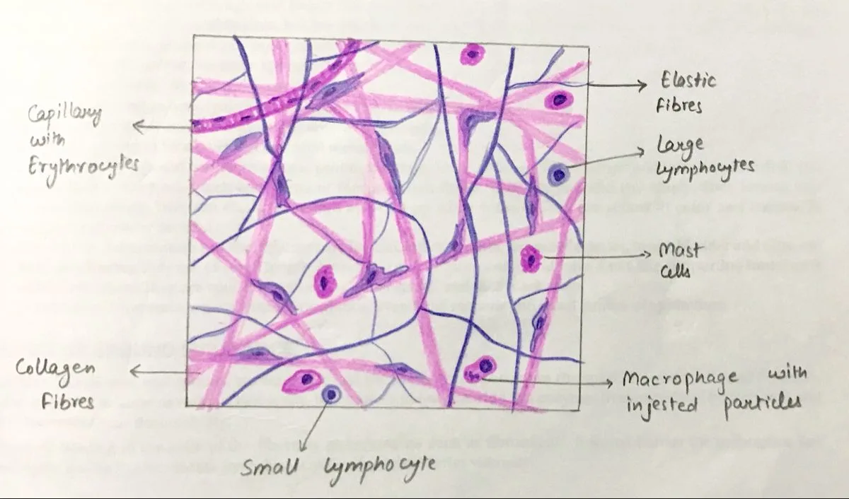 Diagram Of Loose Connective Tissue Connective Tissues