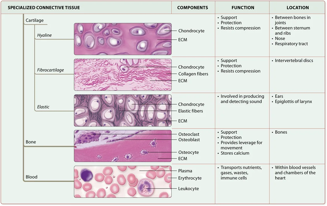 Diagram Of Loose Connective Tissue Connective Tissues