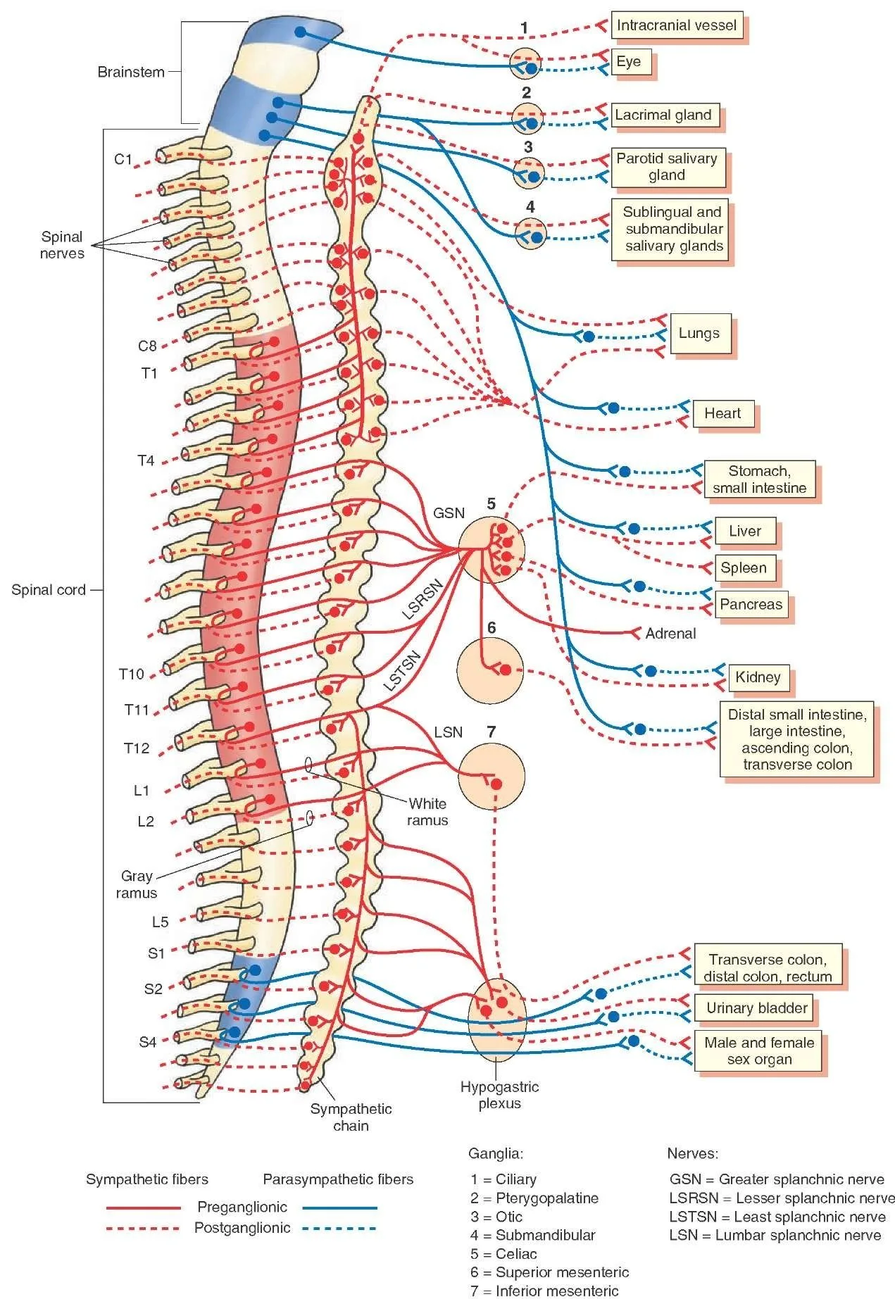 Diagram Of Nerve System Synapse Diagram For Kids