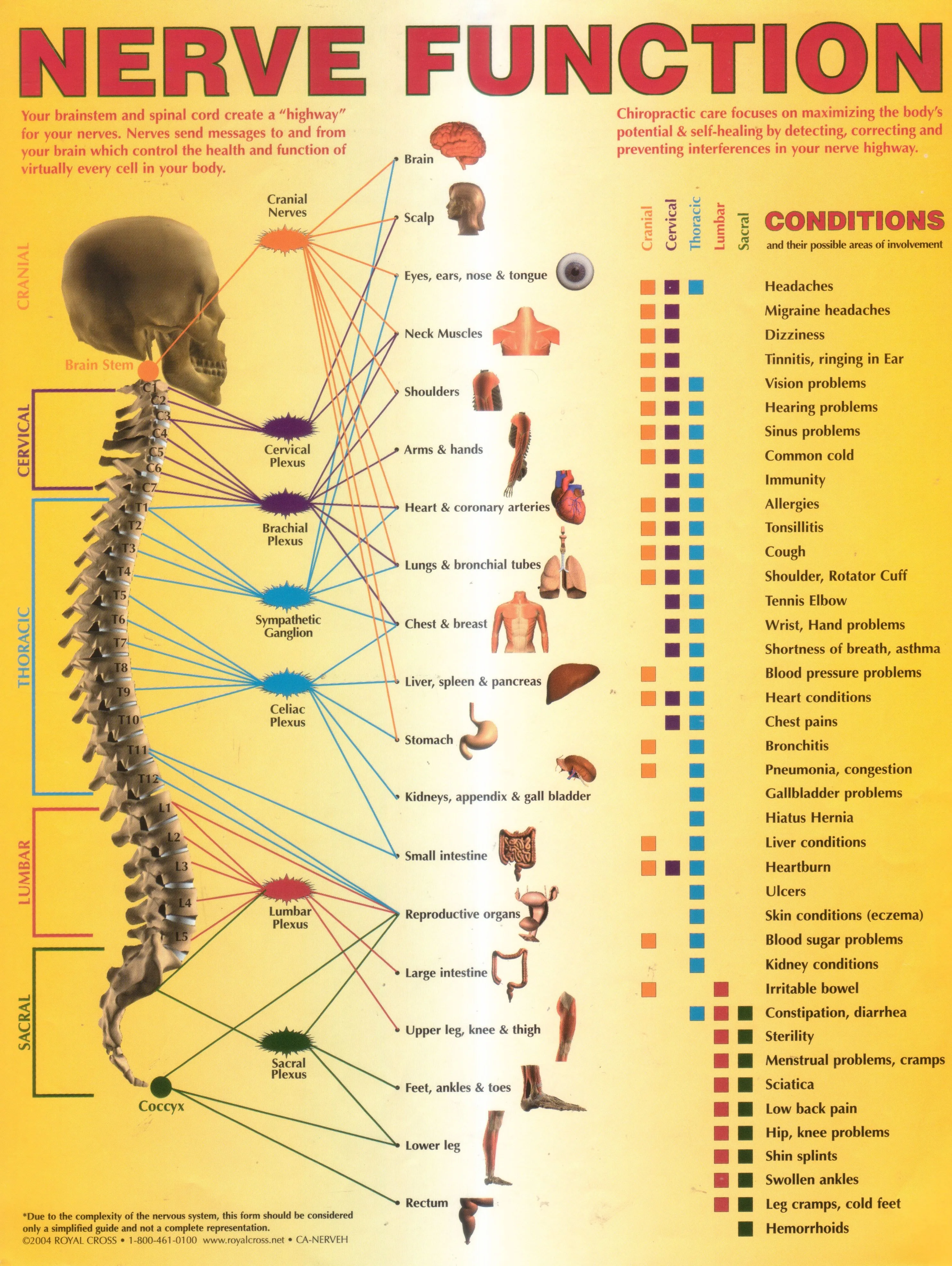 Diagram Of Nerve System Synapse Diagram For Kids